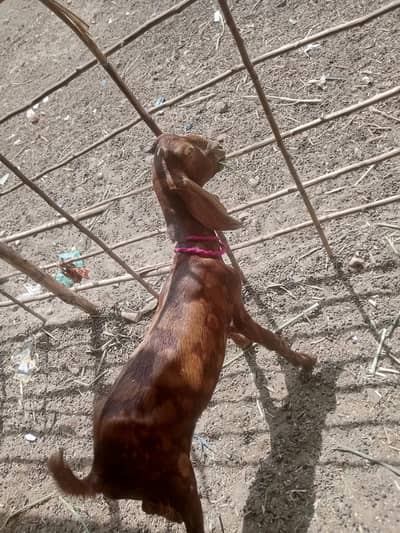 Dumba Bakra