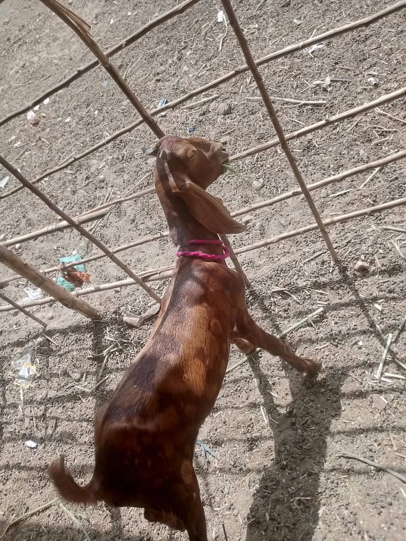 Dumba Bakra 0