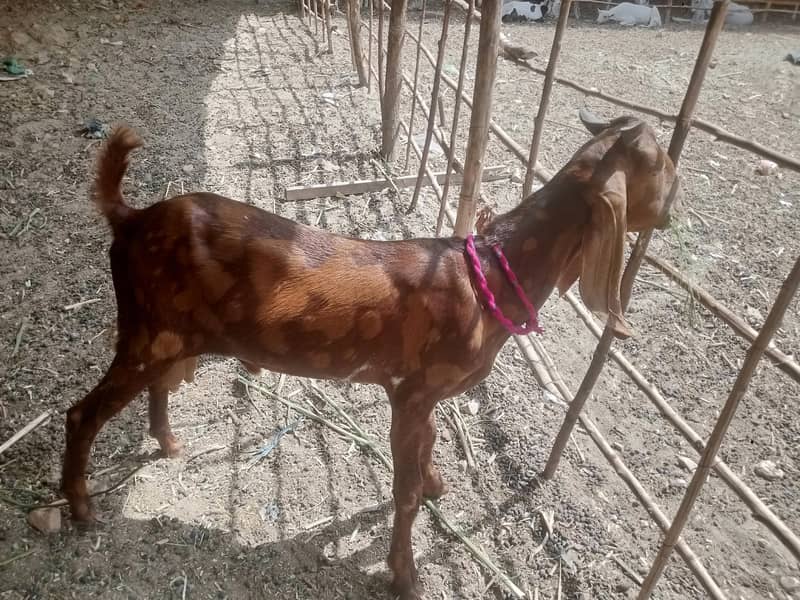Dumba Bakra 1