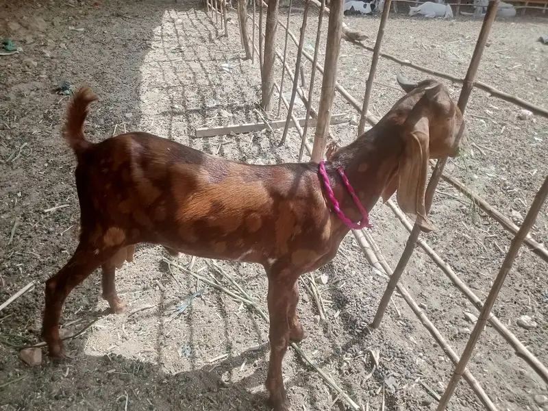 Dumba Bakra — photo 2