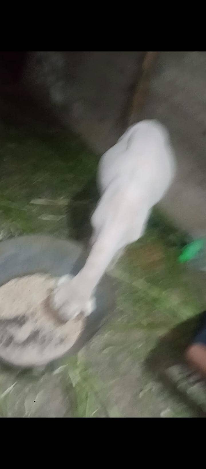 Dumba Bakra 2