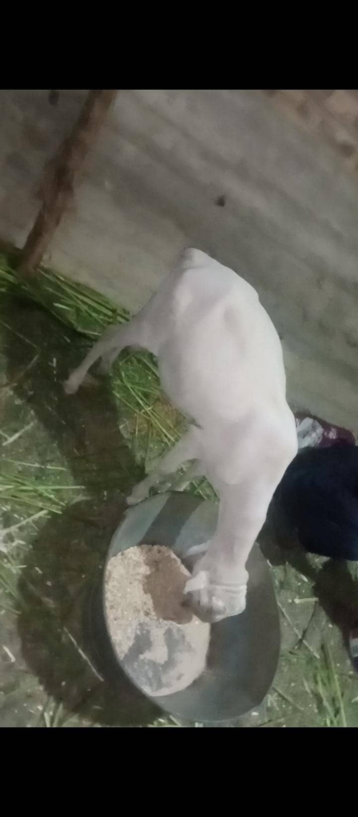 Dumba Bakra 3