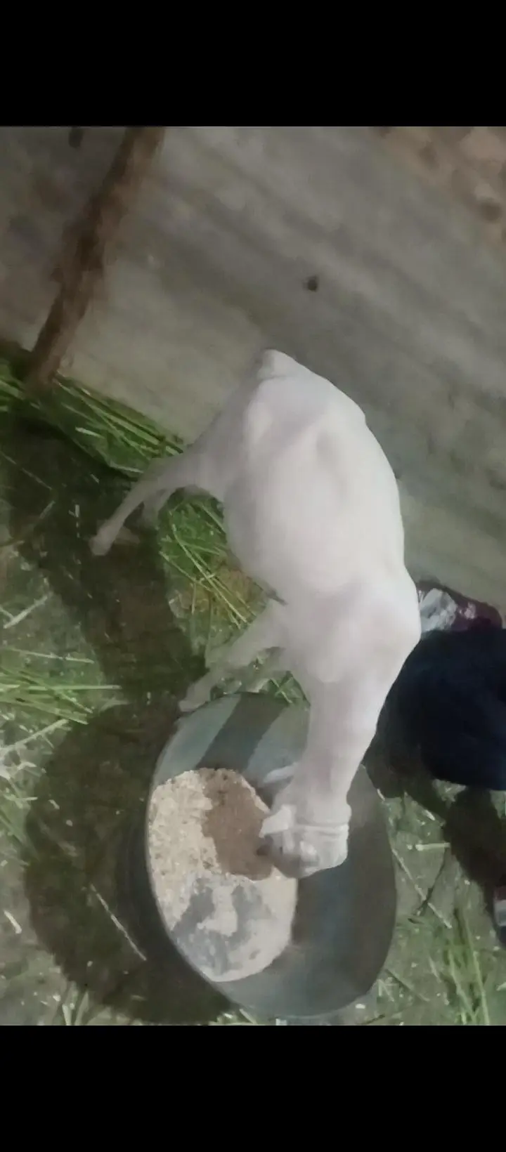 Dumba Bakra — photo 4
