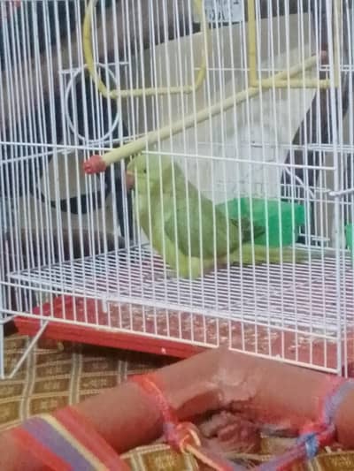 Green ringneck parrot with new cage