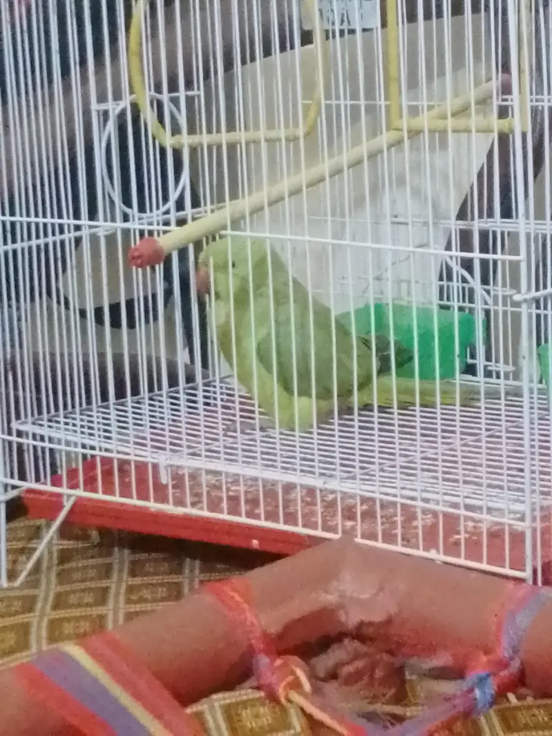 Green ringneck parrot with new cage — photo 2
