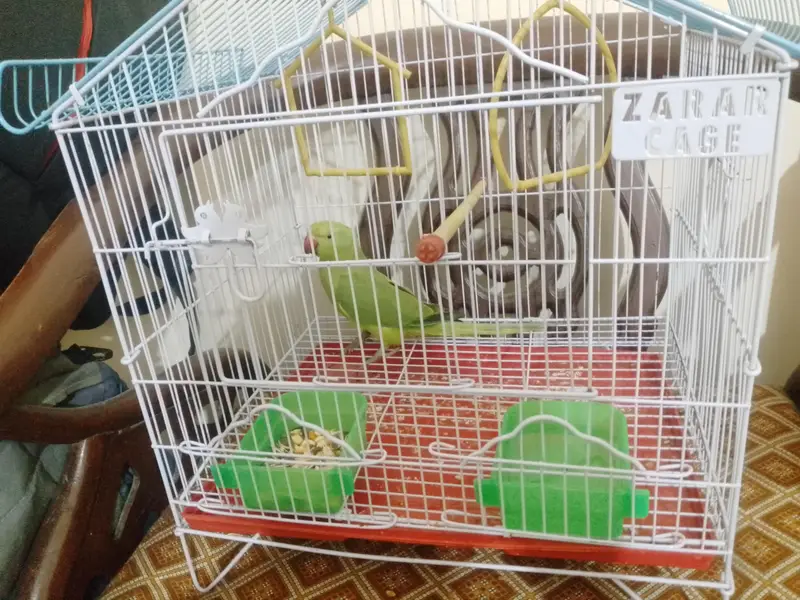Green ringneck parrot with new cage — photo 3
