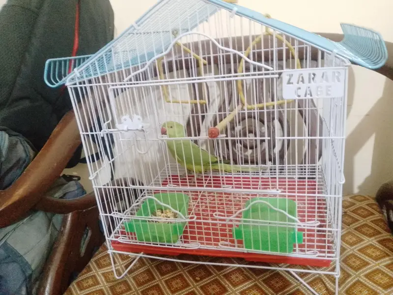 Green ringneck parrot with new cage — photo 4
