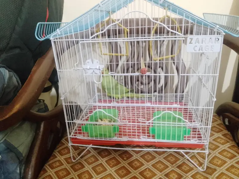 Green ringneck parrot with new cage — photo 5