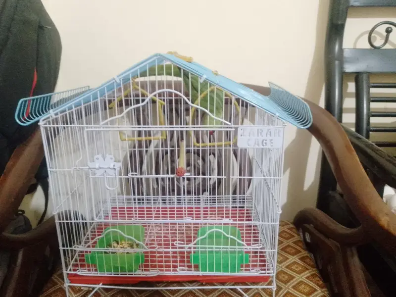 Green ringneck parrot with new cage — photo 6