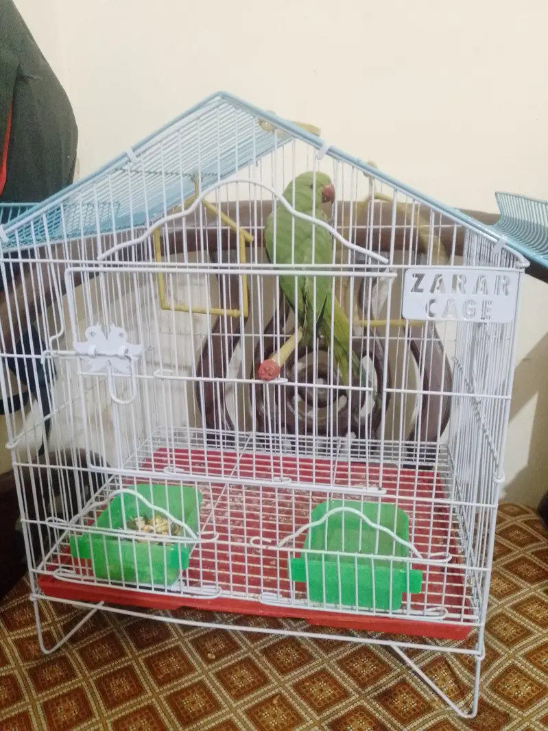 Green ringneck parrot with new cage — photo 7