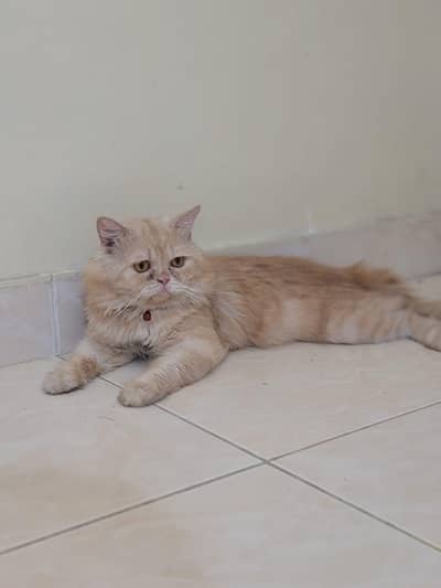 Persian punch face male