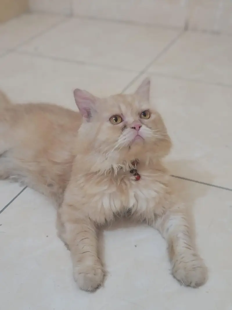 Persian punch face male — photo 2