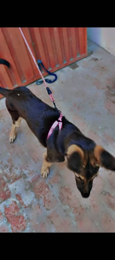 German shepherd