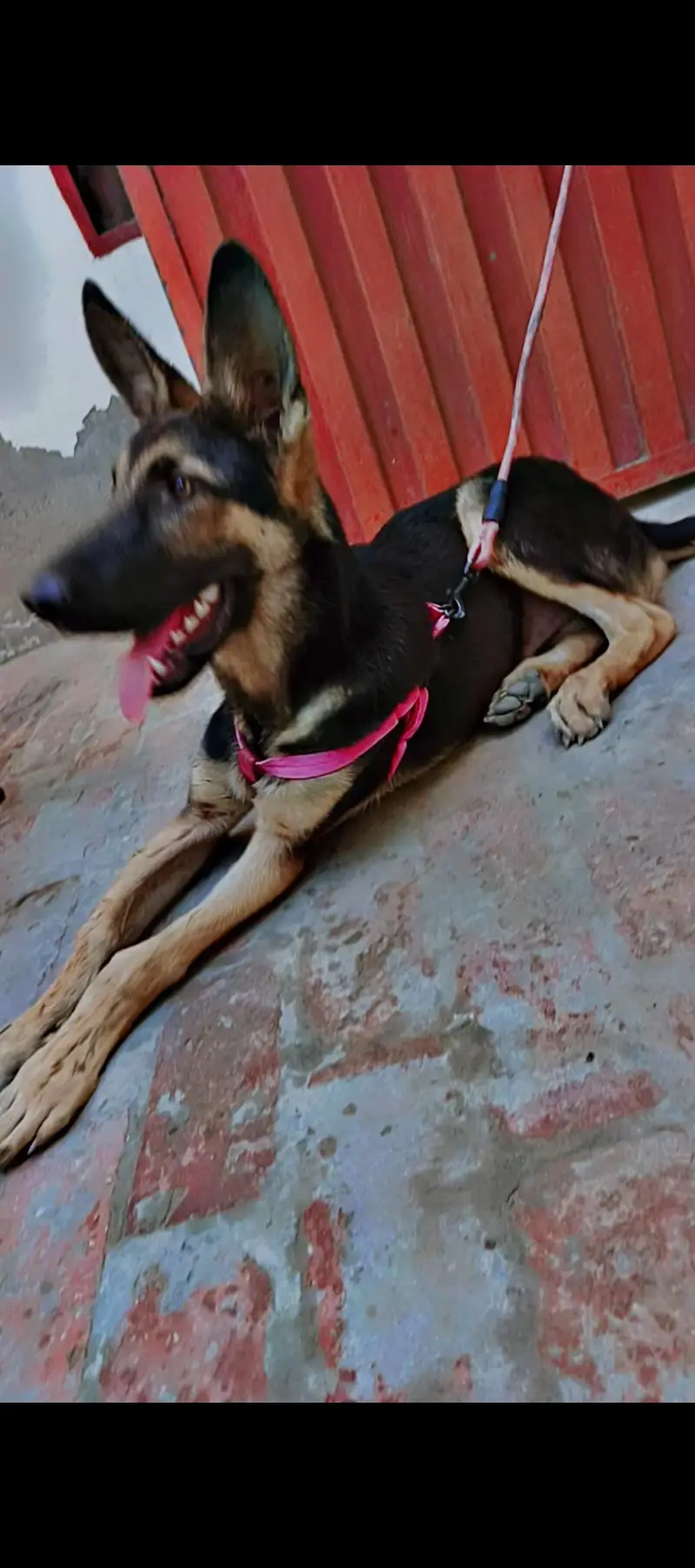 German shepherd — photo 2