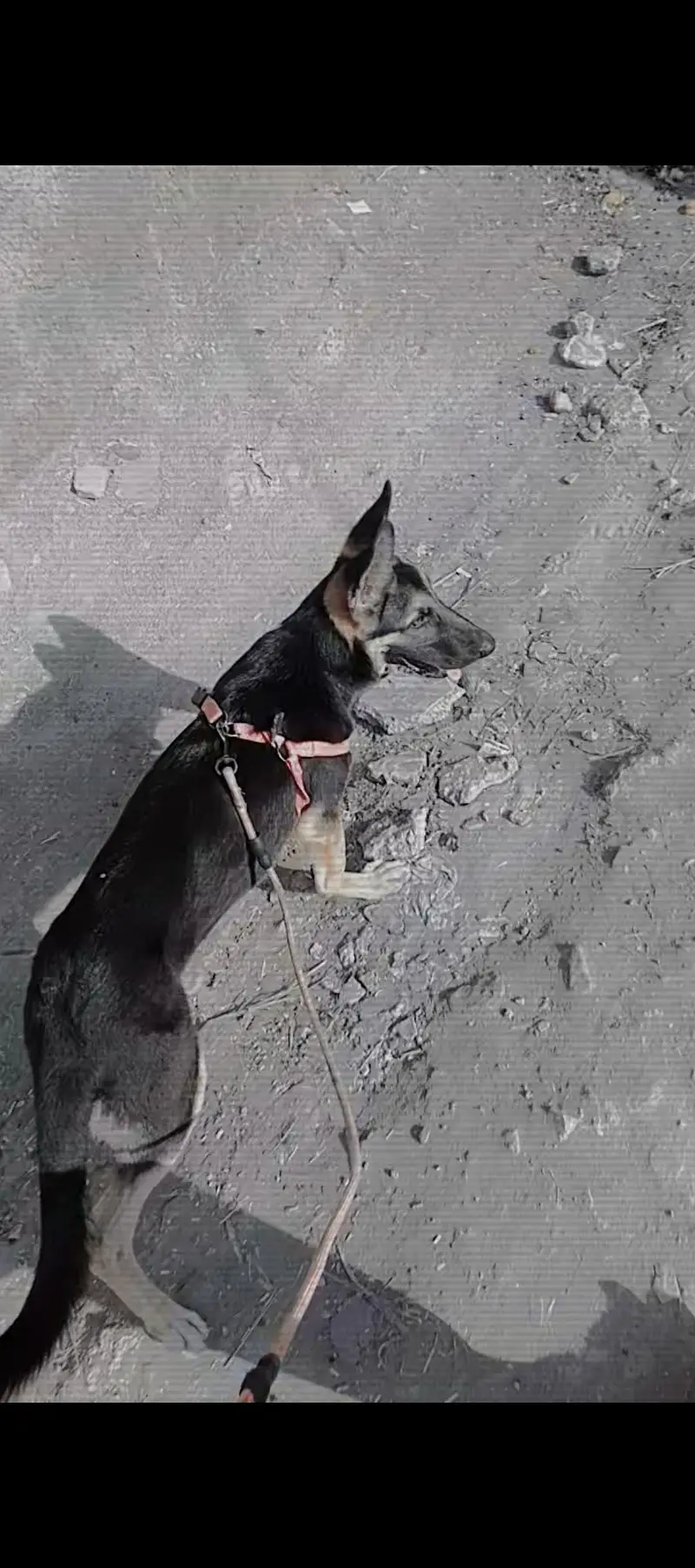 German shepherd — photo 3