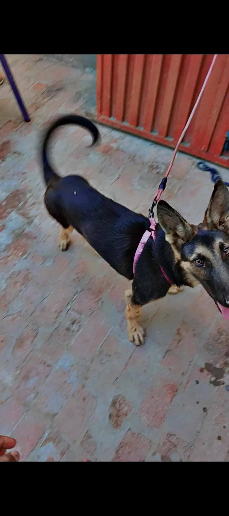 German shepherd — photo 4