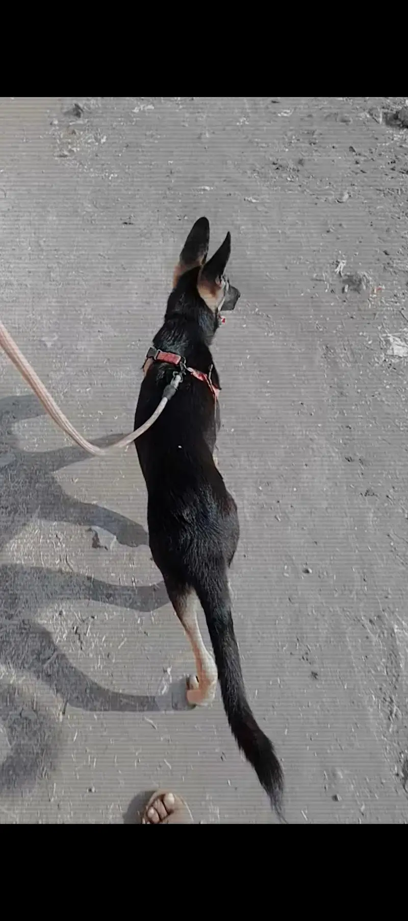 German shepherd — photo 5