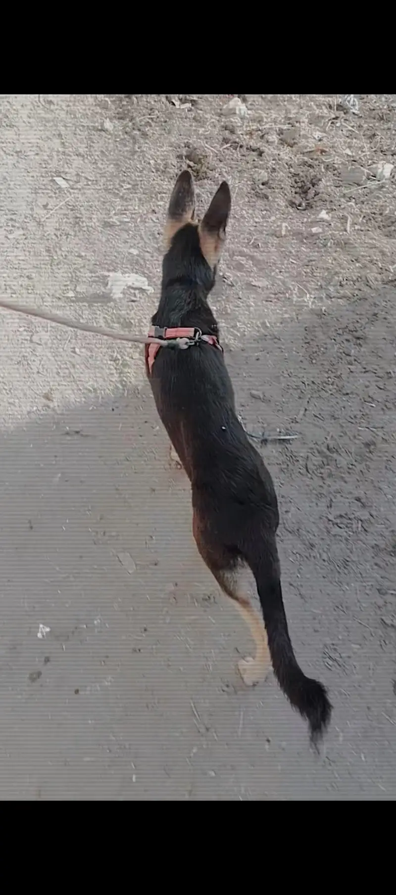 German shepherd — photo 6