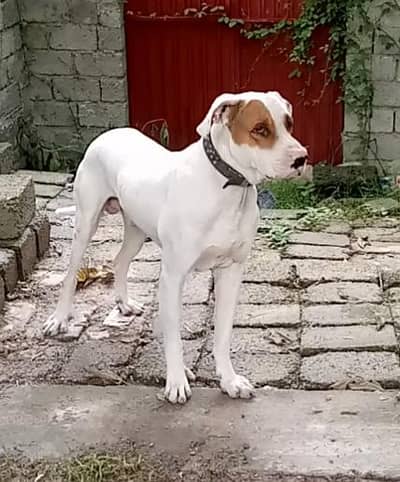 gultair dog
