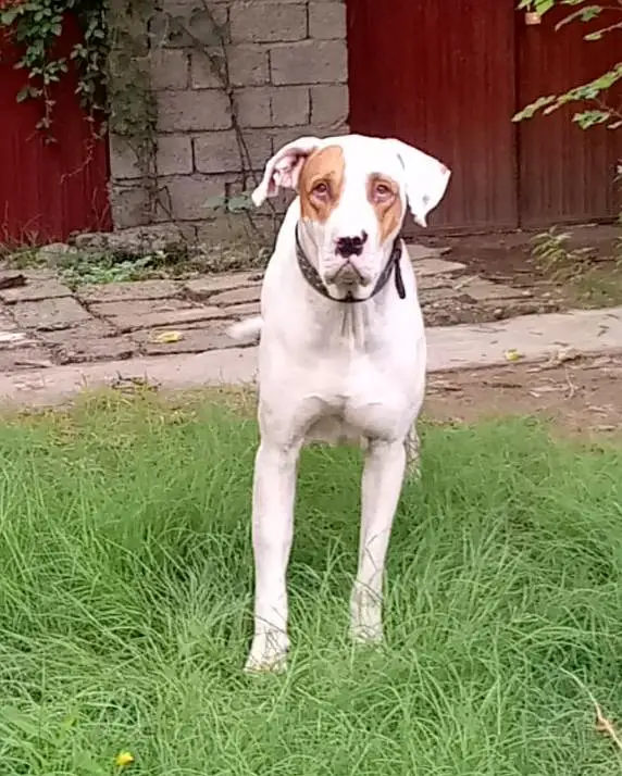 gultair dog — photo 2