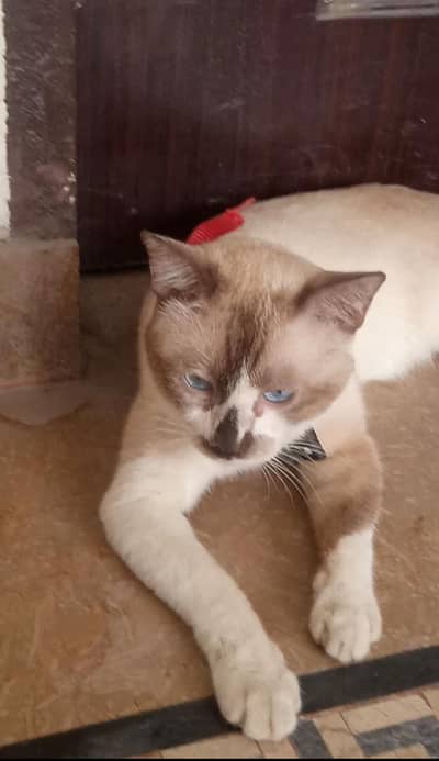 Male Siamese Mix Cat For Sale - Blue Eyes - Breeding - Lahore