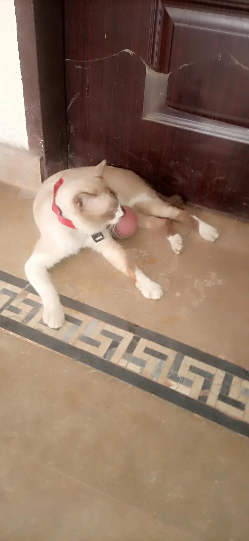 Male Siamese Mix Cat For Sale - Blue Eyes - Breeding - Lahore — photo 2
