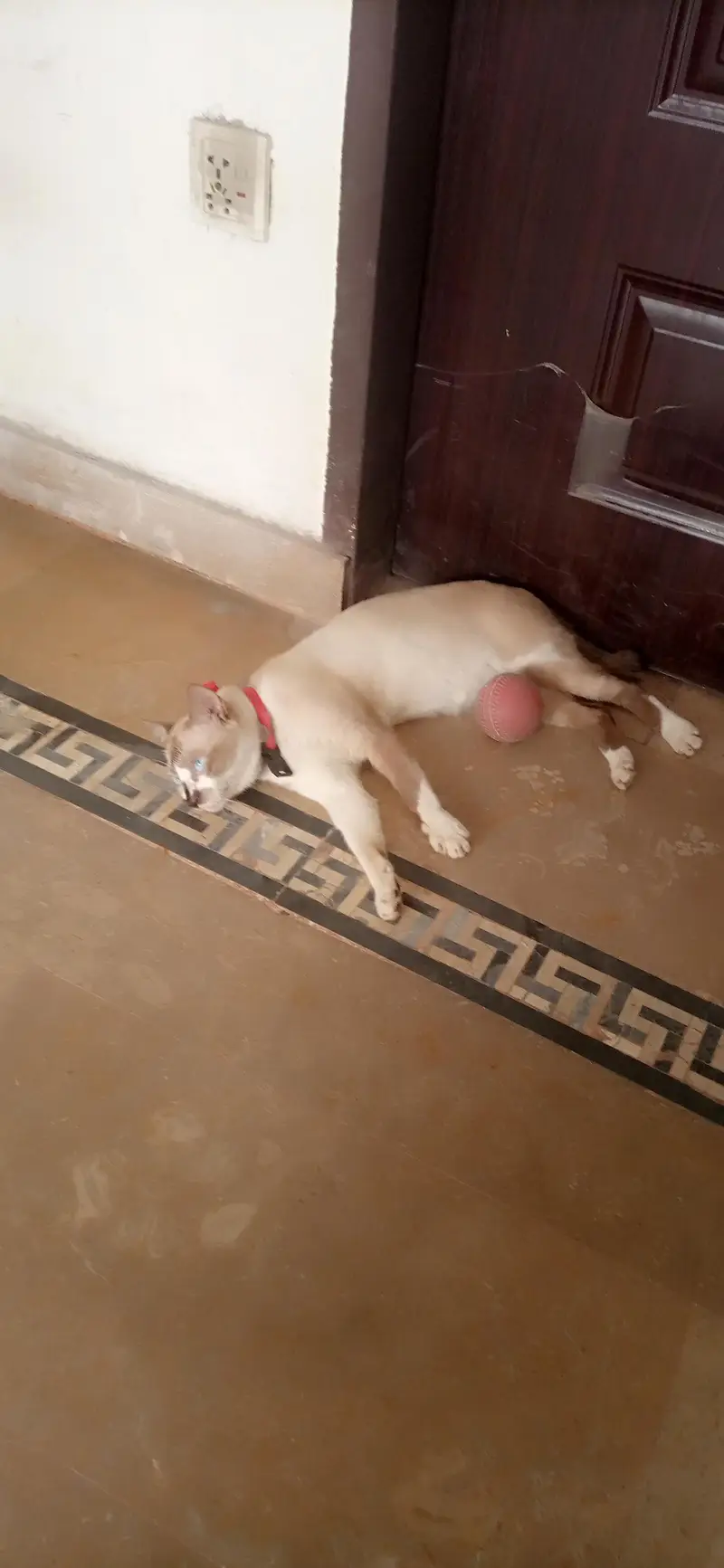 Male Siamese Mix Cat For Sale - Blue Eyes - Breeding - Lahore — photo 3