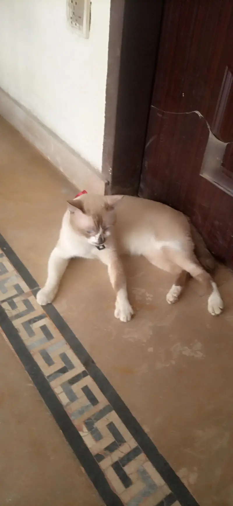 Male Siamese Mix Cat For Sale - Blue Eyes - Breeding - Lahore — photo 4