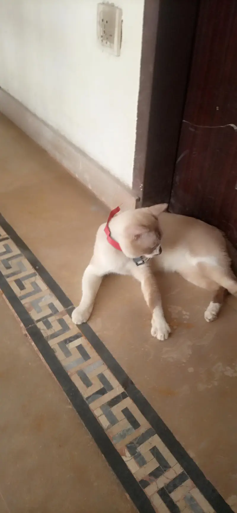 Male Siamese Mix Cat For Sale - Blue Eyes - Breeding - Lahore — photo 5