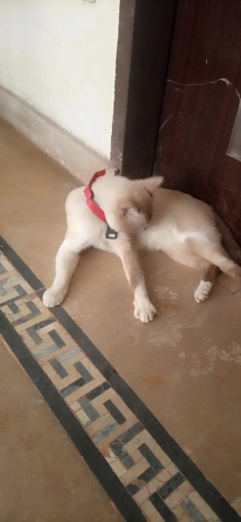 Male Siamese Mix Cat For Sale - Blue Eyes - Breeding - Lahore — photo 6