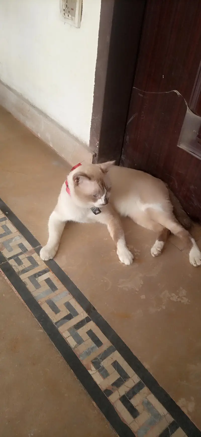 Male Siamese Mix Cat For Sale - Blue Eyes - Breeding - Lahore — photo 7