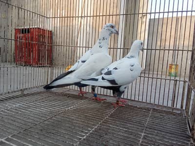 Whatsapp number 03314886114 description para lo