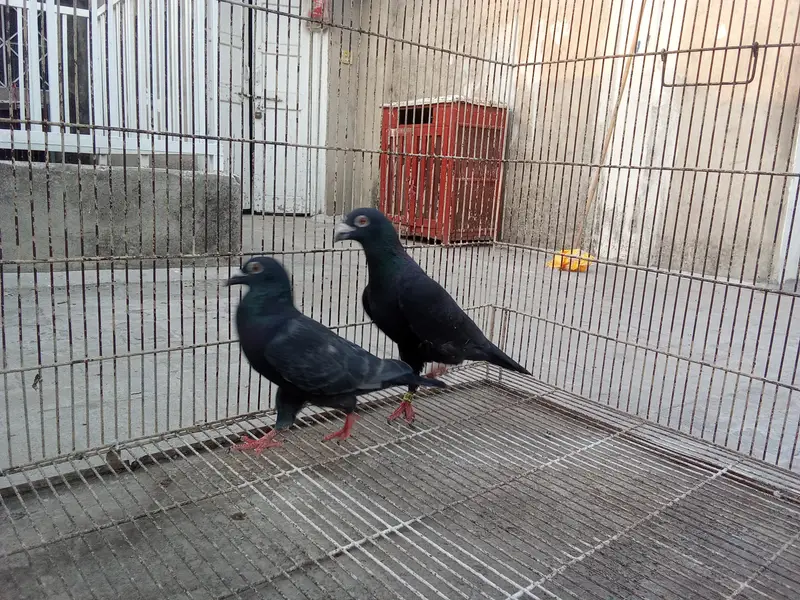 Whatsapp number 03314886114 description para lo — photo 2