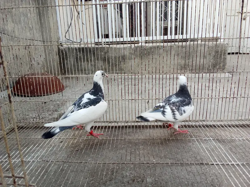 Whatsapp number 03314886114 description para lo — photo 3