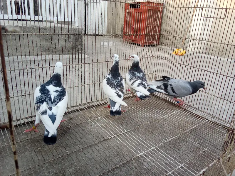 Whatsapp number 03314886114 description para lo — photo 4