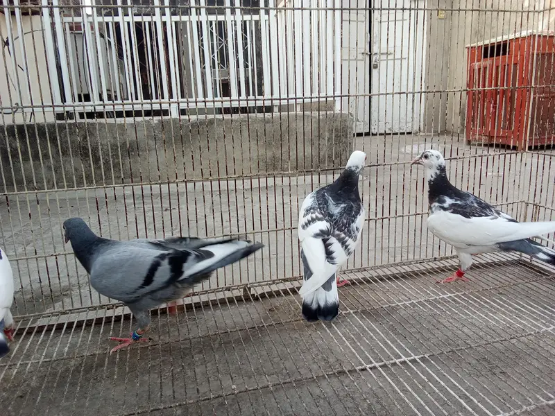 Whatsapp number 03314886114 description para lo — photo 5