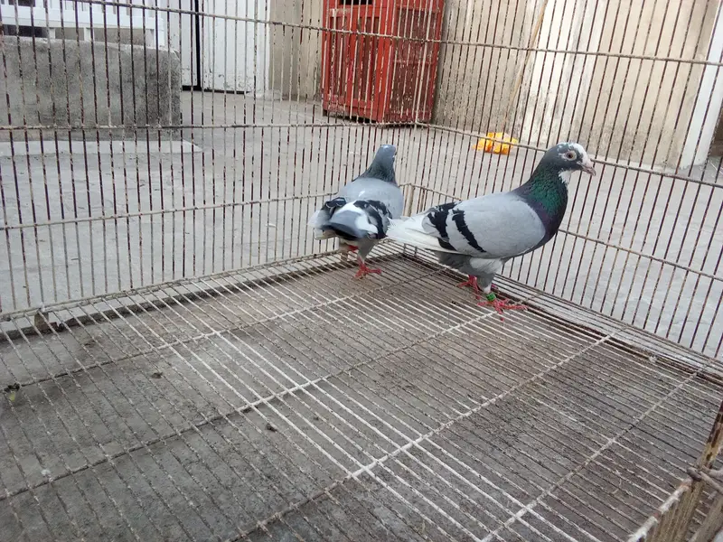 Whatsapp number 03314886114 description para lo — photo 6