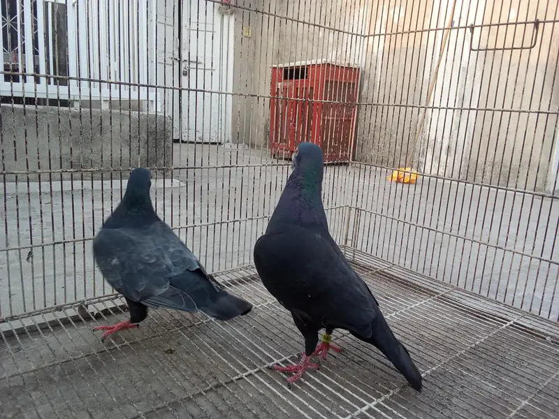 Whatsapp number 03314886114 description para lo — photo 10