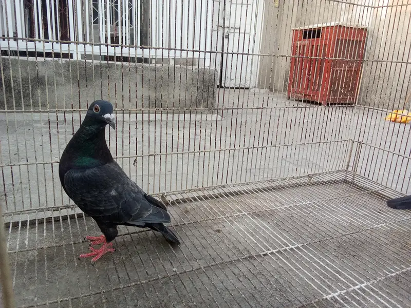 Whatsapp number 03314886114 description para lo — photo 11