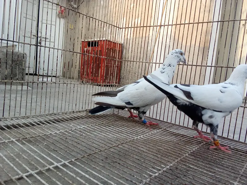 Whatsapp number 03314886114 description para lo — photo 12