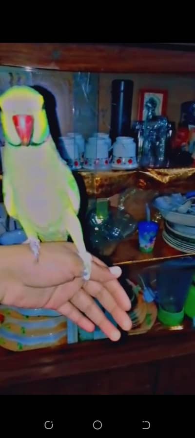 parrot