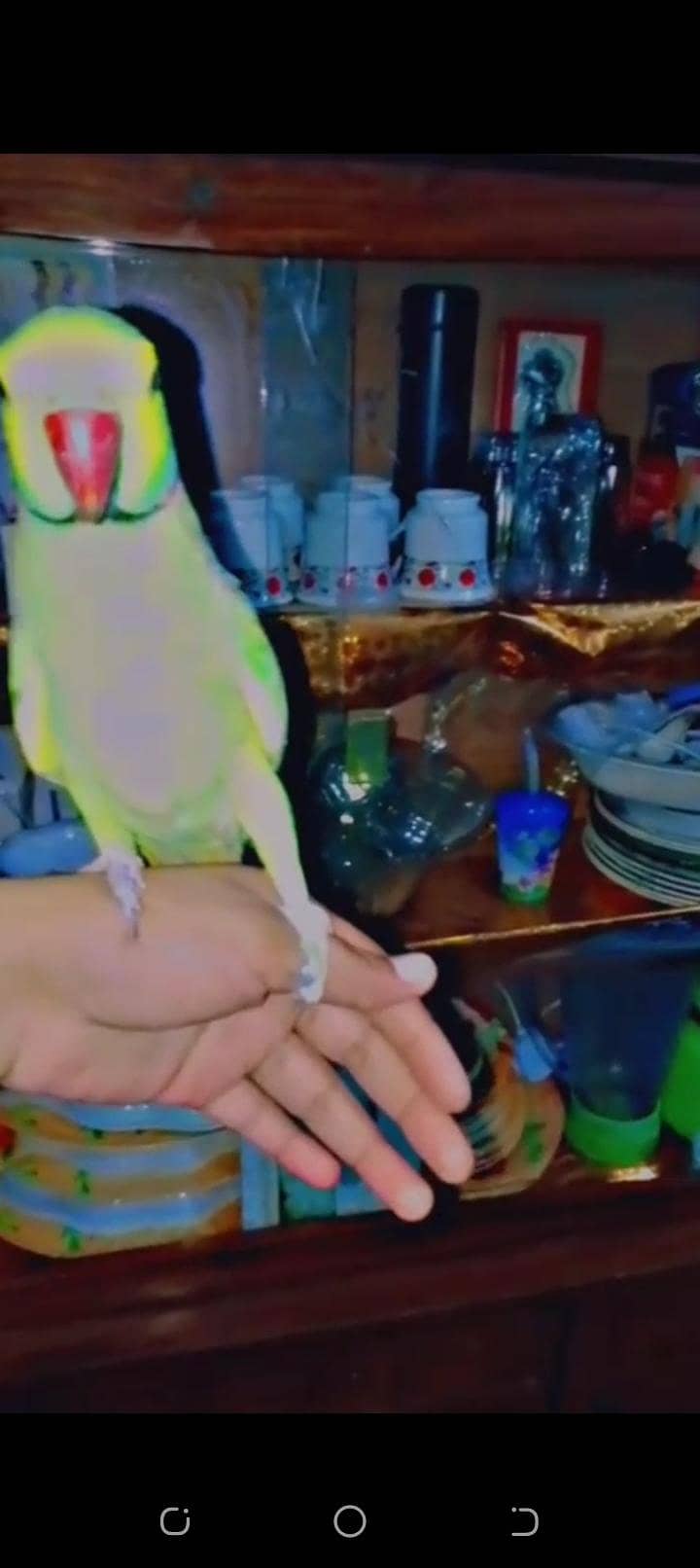 parrot 0