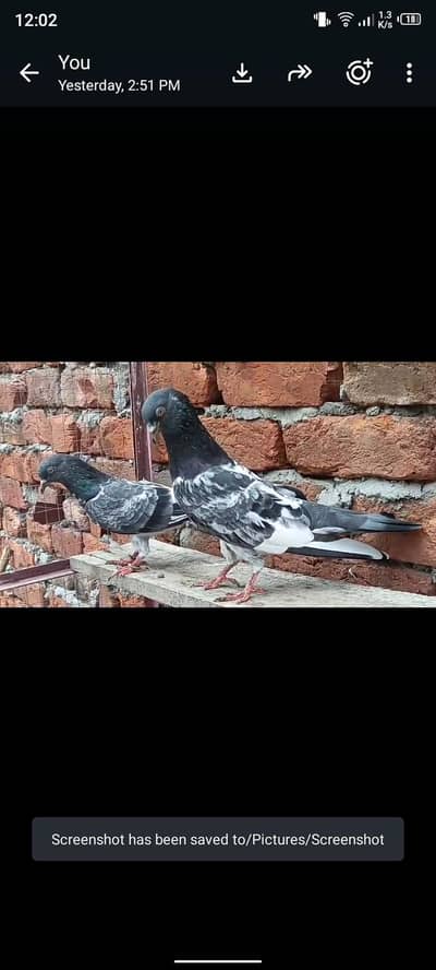 higher flyer dub Wala pair breedaer healthy and active