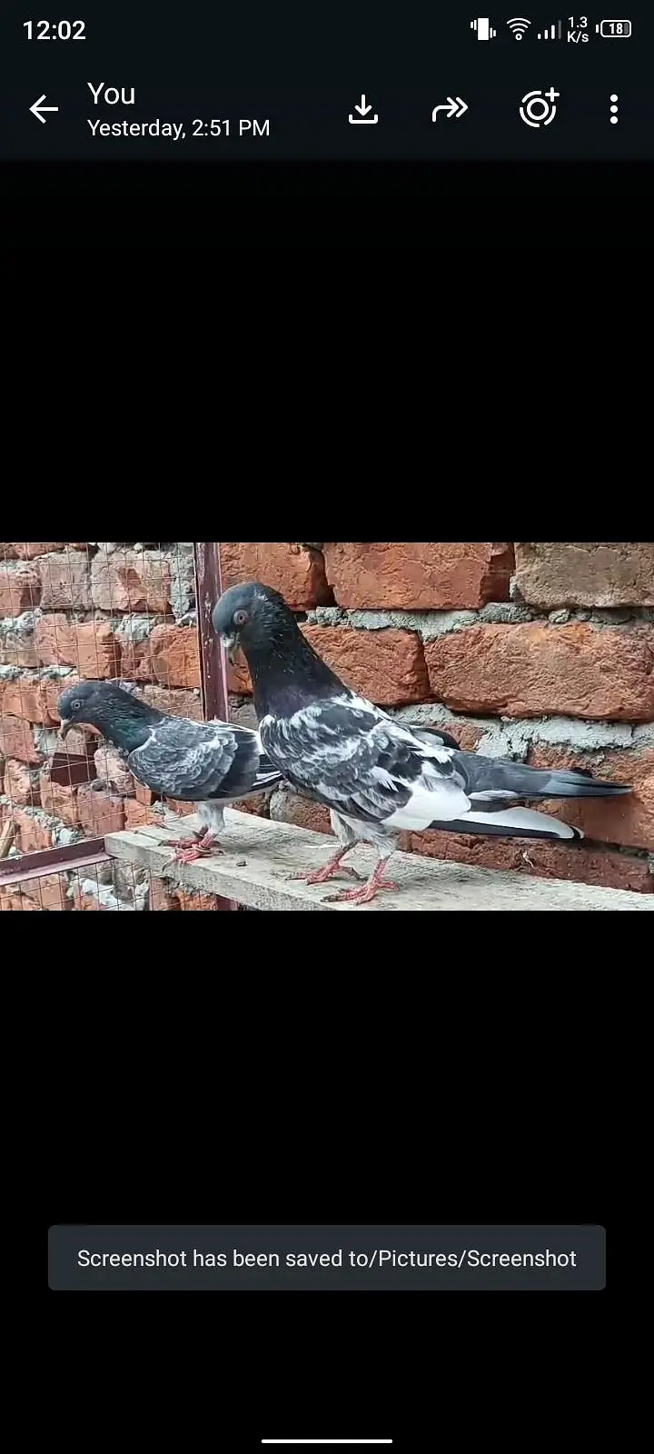 higher flyer dub Wala pair breedaer healthy and active