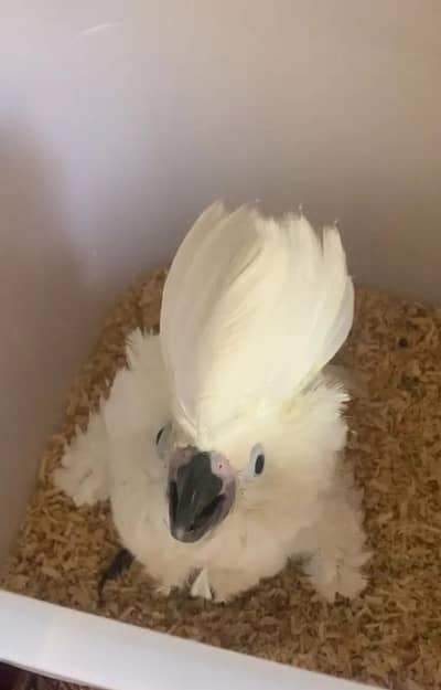 Umbrella cocakto chik parrot 03704828759