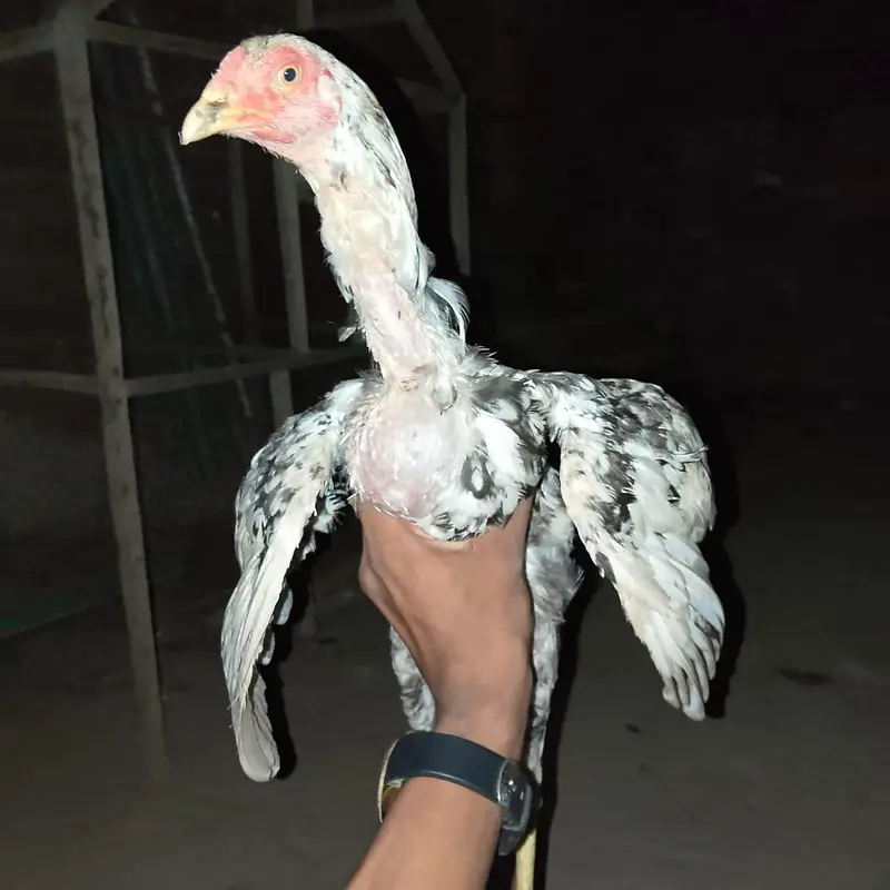 white  jawa Premium quality aseel Bird's — photo 7