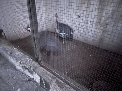 Guinea Fowl Pair