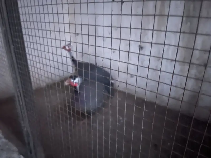 Guinea Fowl Pair — photo 2