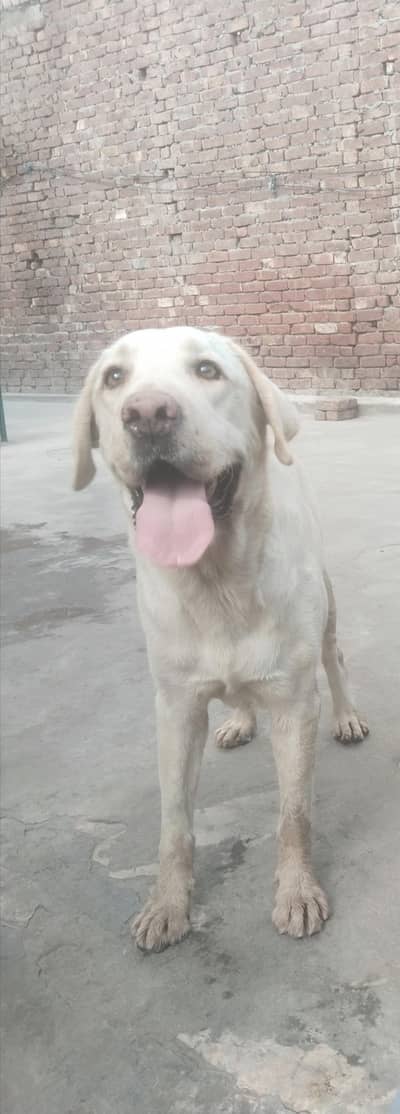 Labrador females for sale