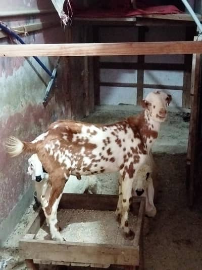 bakra sheep goat teddy tapra gulabi dumba kajla mundra murgi chicks